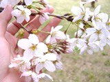 てのり桜