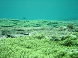 海・カーペットのような珊瑚礁