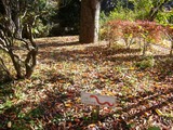 箱根の庭、紅葉絨毯