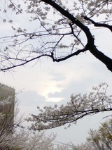 雲間と桜