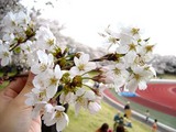 つまみ桜