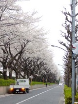 トラックと桜